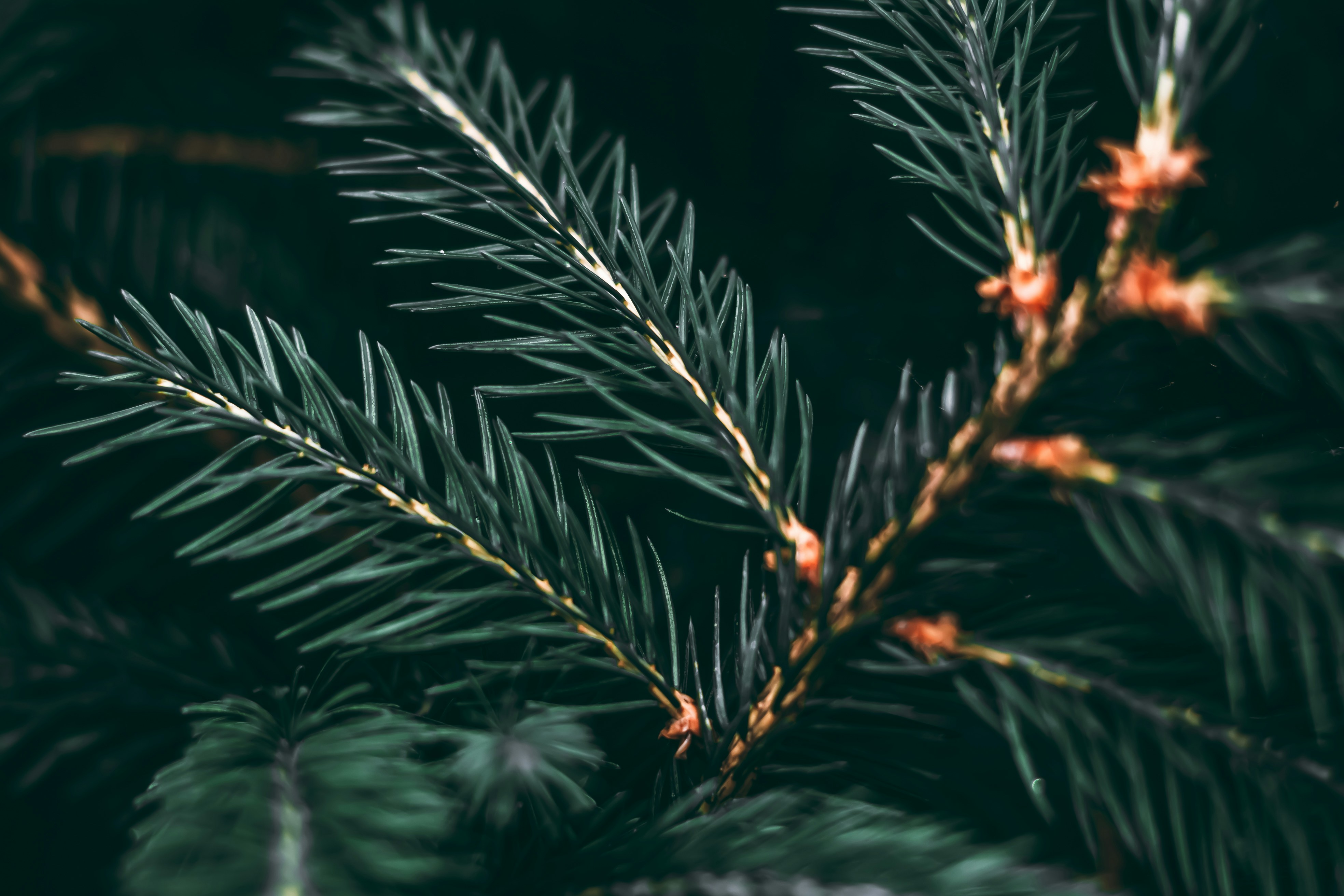 The Ultimate Guide to Stress-Free Holiday Gifting at Scale