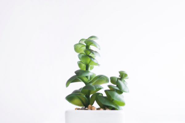 Sustainability is here to stay